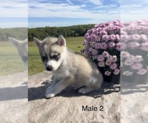 Siberian Husky Puppy for Sale in DEARBORN, Missouri USA