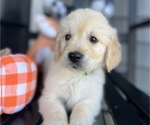 Small Photo #7 Golden Retriever Puppy For Sale in FRANKLINTON, NC, USA