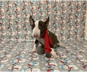 Bull Terrier Puppy for sale in BIRMINGHAM, AL, USA