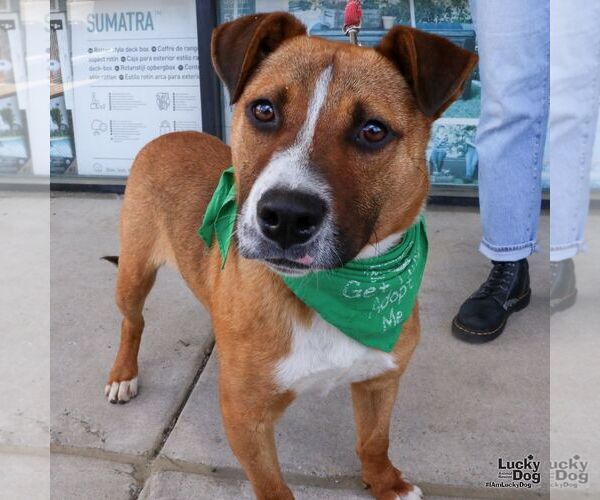 Medium Photo #5 Mutt Puppy For Sale in Washington, DC, USA