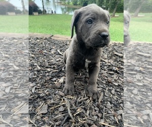 Cane Corso Puppy for Sale in KINGS MOUNTAIN, North Carolina USA