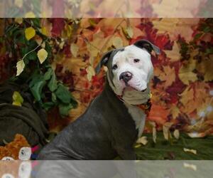 American Pit Bull Terrier Dogs for adoption in Placerville, CA, USA