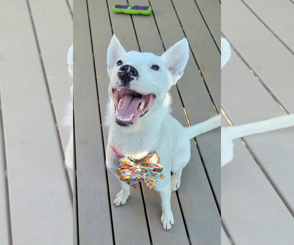 Medium Photo #8 Mutt Puppy For Sale in Sandy, UT, USA