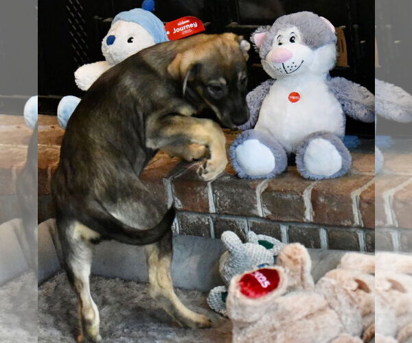 Medium Photo #3 Labrador Retriever-Unknown Mix Puppy For Sale in Mechanicsburg, PA, USA