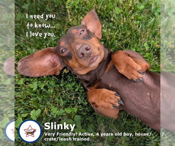 Medium Photo #3 Dachshund Puppy For Sale in Shelbyville, TN, USA