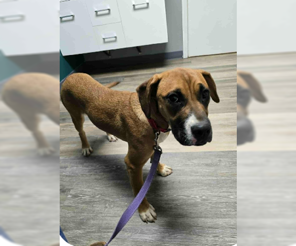 Medium Photo #3 Boxer-Unknown Mix Puppy For Sale in Burnsville, MN, USA