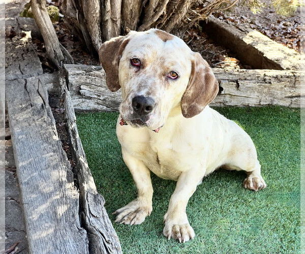 Medium Photo #4 Basset Hound Puppy For Sale in Albuquerque, NM, USA