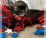 Small #9 Shih Tzu