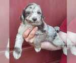 Small Photo #12 Aussiedoodle Puppy For Sale in COTTAGEVILLE, SC, USA