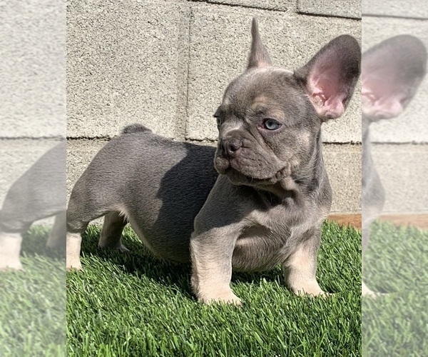 Medium Photo #1 French Bulldog Puppy For Sale in CLAREMONT, CA, USA