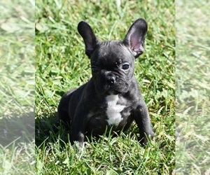 French Bulldog Puppy for sale in MARSHFIELD, MO, USA