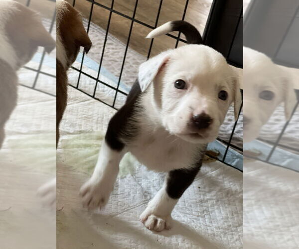 Medium Photo #1 Border-Aussie Puppy For Sale in Raleigh, NC, USA