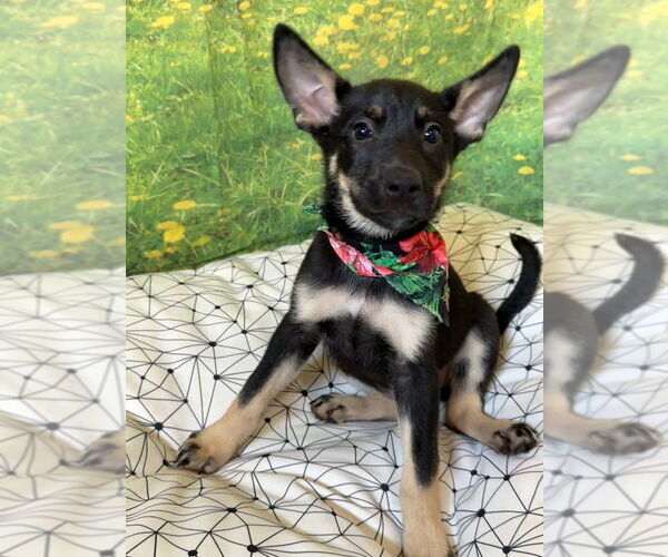 Medium Photo #4 German Shepherd Dog-Unknown Mix Puppy For Sale in San Leon, TX, USA