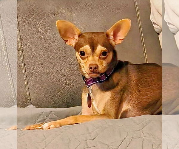 Medium Photo #7 Chihuahua-Unknown Mix Puppy For Sale in Caribou, ME, USA