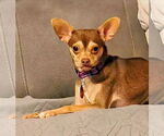 Small #6 Chihuahua Mix