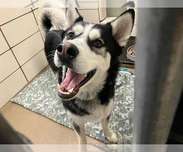 Medium Photo #1 Siberian Husky Puppy For Sale in Fort Wayne, IN, USA