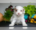 Small Photo #7 Cavapoo Puppy For Sale in SHILOH, OH, USA