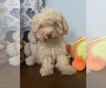 BichPoo puppies - Male Bichpoo Puppy for Sale - Photo #38