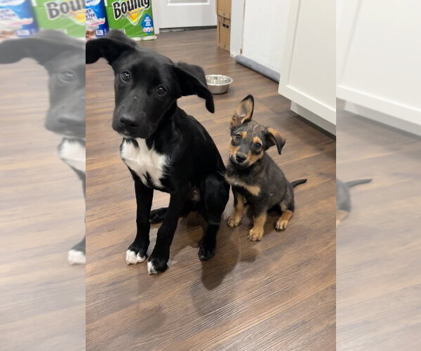 Medium Photo #13 Labrador Retriever-Unknown Mix Puppy For Sale in Brewster, NY, USA