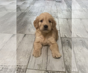 Goldendoodle Puppy for sale in DIAMOND, CA, USA