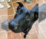 Small #3 American Pit Bull Terrier-Labrador Retriever Mix