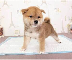 Shiba Inu Puppy for sale in SAN DIEGO, CA, USA