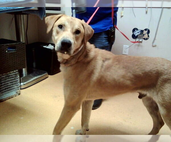 Medium Photo #1 Labrador Retriever-Unknown Mix Puppy For Sale in Martinez, CA, USA