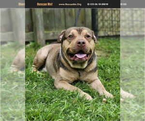 American Pit Bull Terrier Dogs for adoption in Benton, PA, USA