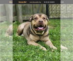 Small American Pit Bull Terrier