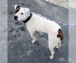 Small #3 American Pit Bull Terrier