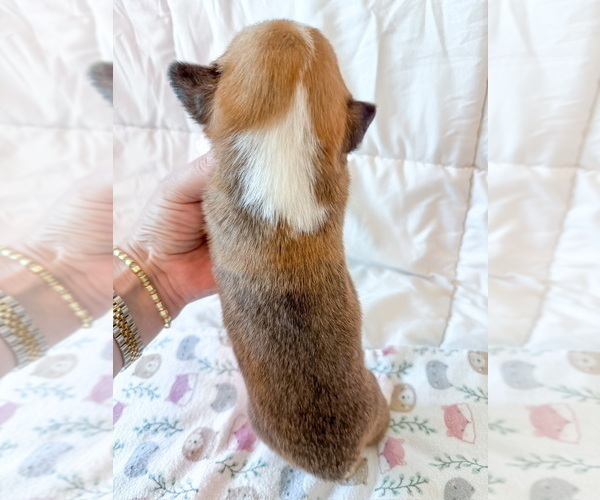 Medium Photo #8 Pembroke Welsh Corgi Puppy For Sale in BAYTOWN, TX, USA