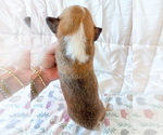 Small #7 Pembroke Welsh Corgi