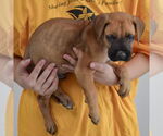 Small #1 Boxer