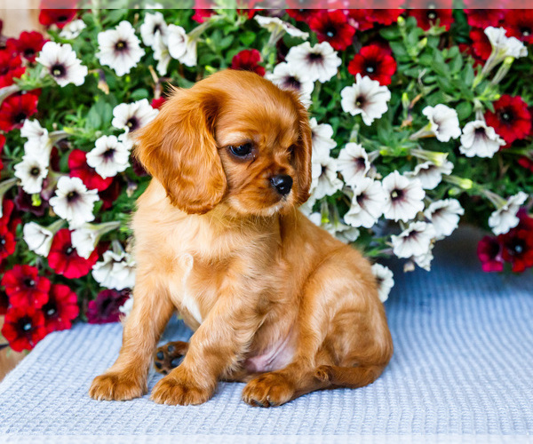Medium Photo #46 Cavalier King Charles Spaniel Puppy For Sale in WAKARUSA, IN, USA