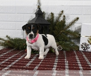 Jack Russell Terrier Puppy for sale in MILLERSBURG, OH, USA