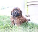 Small #3 ShihPoo