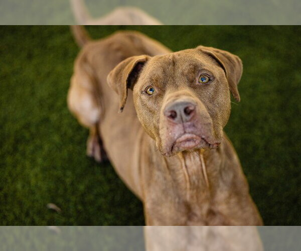 Medium Photo #7 Mutt Puppy For Sale in Orlando, FL, USA