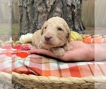 Small #7 Goldendoodle
