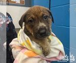 Small Retriever  Mix
