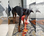 Small #7 Doberman Pinscher