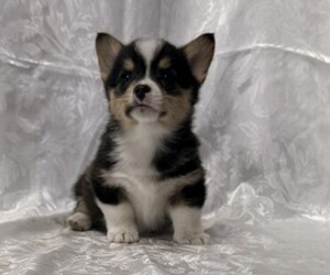 Pembroke Welsh Corgi Puppy for sale in STANLEY, WI, USA