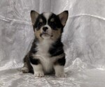 Small Pembroke Welsh Corgi