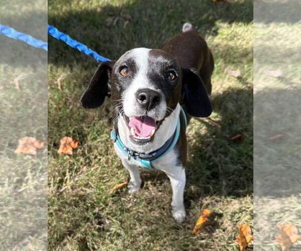 Medium Photo #3 Mutt Puppy For Sale in Greenville, SC, USA