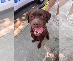 Small #2 Labrador Retriever Mix