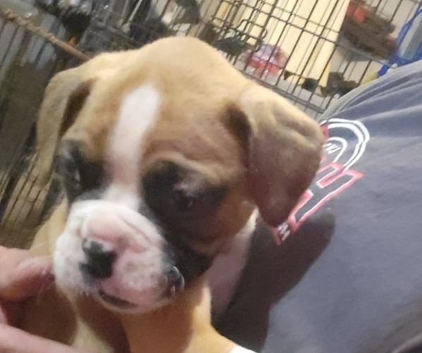 Medium Photo #1 Boxer Puppy For Sale in STAFFORD, CT, USA