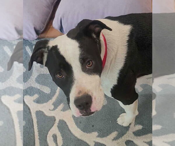 Medium Photo #2 American Staffordshire Terrier-Unknown Mix Puppy For Sale in Dana Point, CA, USA