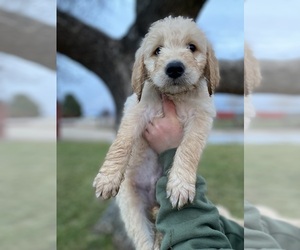 Goldendoodle Puppy for sale in NAMPA, ID, USA