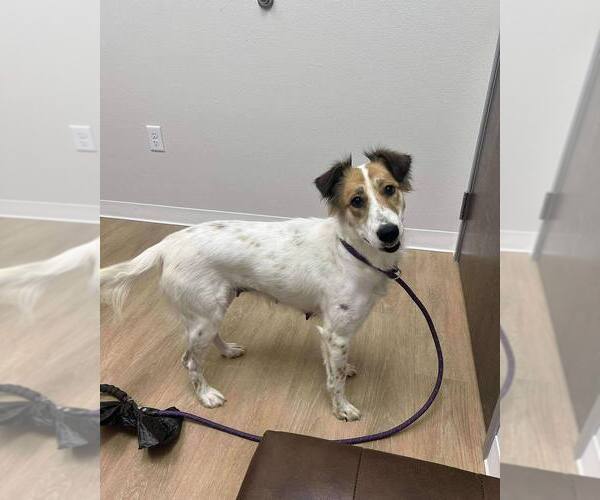 Medium Photo #1 Collie-Unknown Mix Puppy For Sale in New York, NY, USA