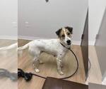 Small Collie Mix