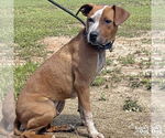 Small #2 Red Heeler Mix